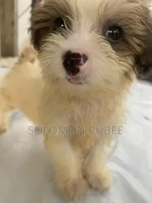 1-3 months Female Purebred Lhasa Apso