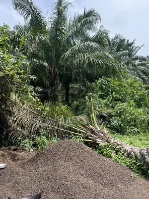Existing of Oil Palm Farm for Sale at Akanran Ibadan