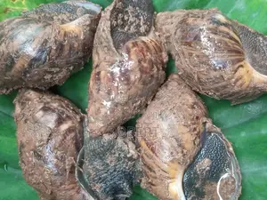 20 Big Live Snails –1200 Each / ₦20000all – Urgent Sale – Ikorodu (Luc