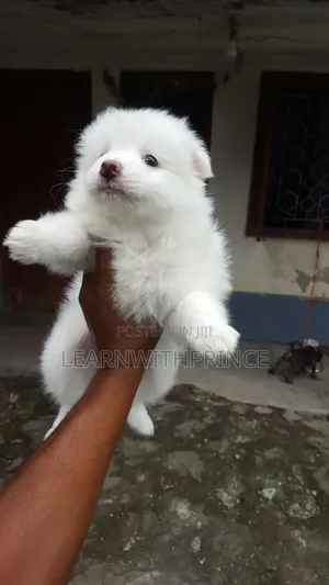 1-3 months Female Purebred American Eskimo