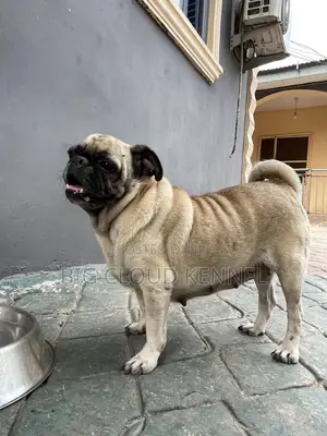 1+ year Female Purebred Pug