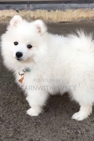 1-3 months Male Purebred American Eskimo