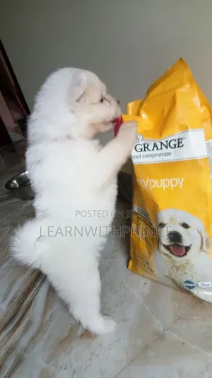 1-3 months Female Purebred American Eskimo