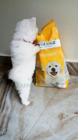 1-3 months Female Purebred American Eskimo