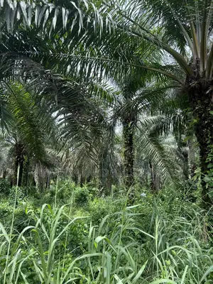 3000 Acres of Land for Sale at Ijebu Igbo Ogun State