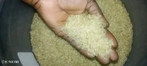 Well Clean Foreign Rice Short Grain