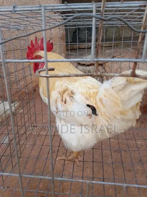 A Very Big Chicken