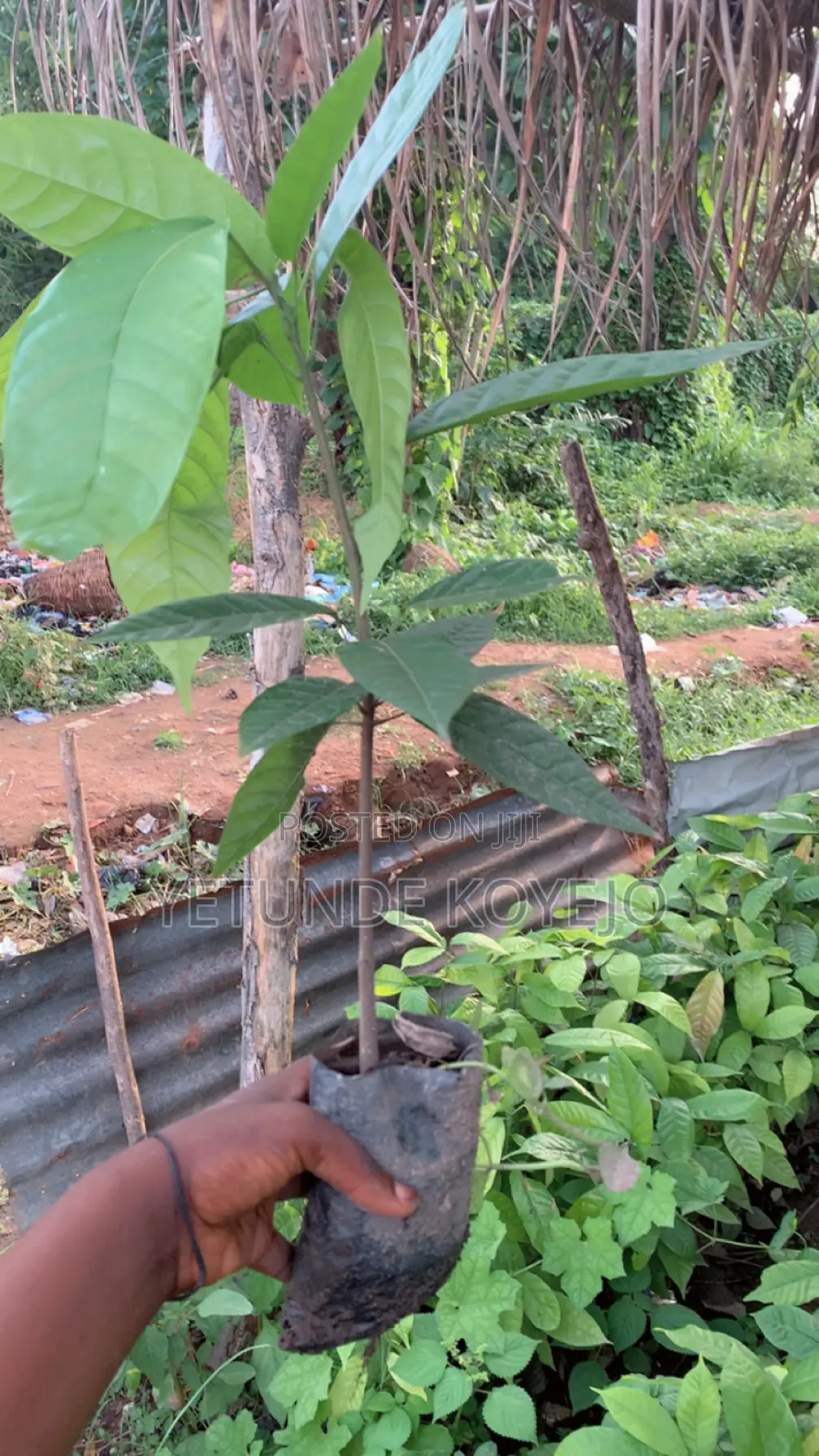 Hybrid Cocoa Seedlings