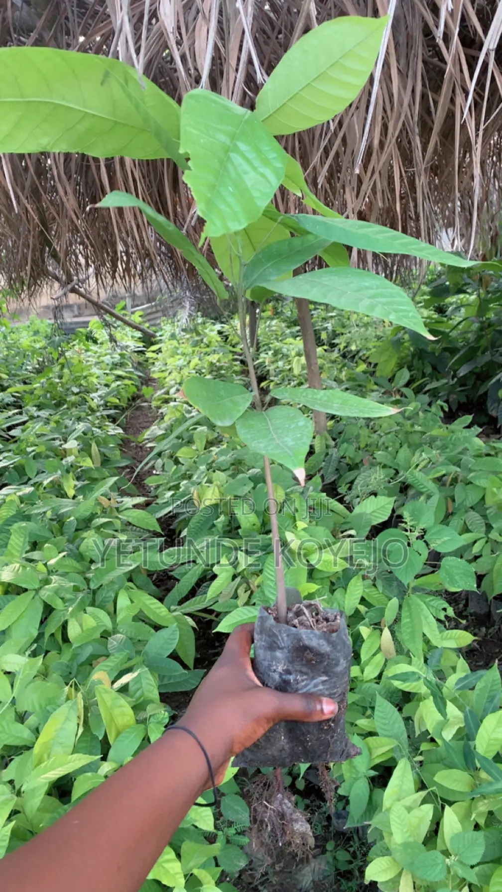 Hybrid Cocoa Seedlings
