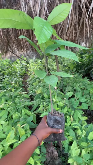 Hybrid Cocoa Seedlings