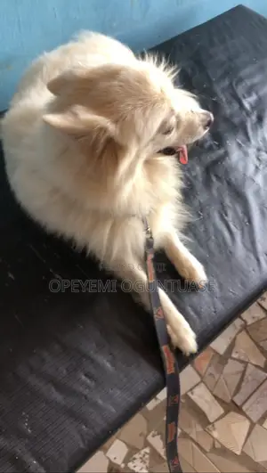 1+ year Female Purebred American Eskimo