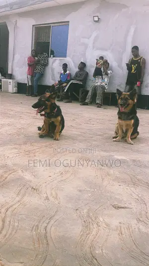 1+ year Female Mixed Breed German Shepherd