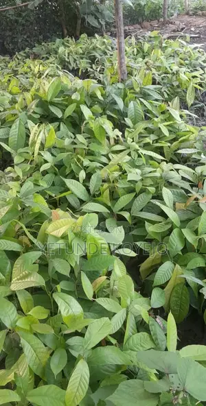 Hybrid Cocoa Seedlings