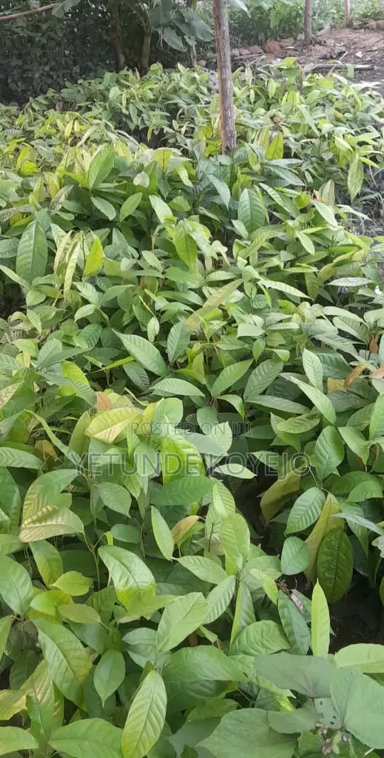 Hybrid Cocoa Seedlings