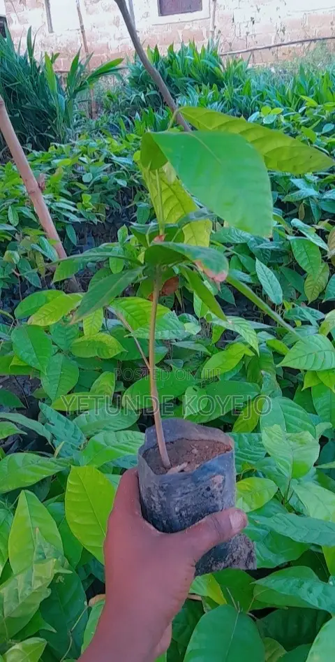 Hybrid Cocoa Seedlings