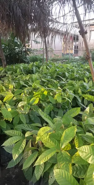 Hybrid Cocoa Seedlings