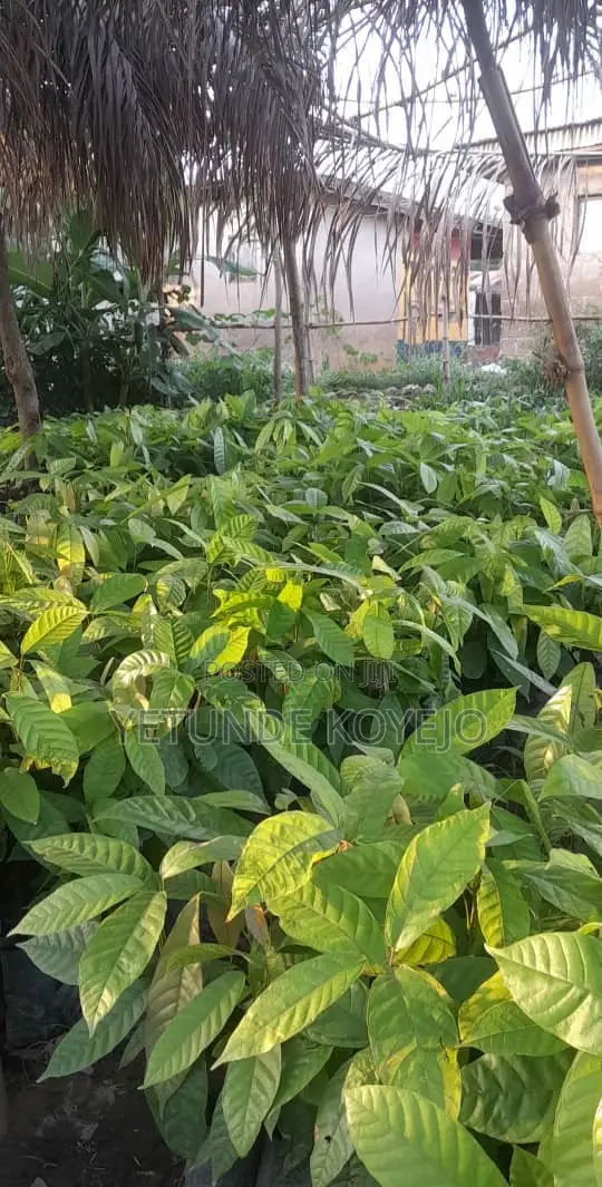 Hybrid Cocoa Seedlings