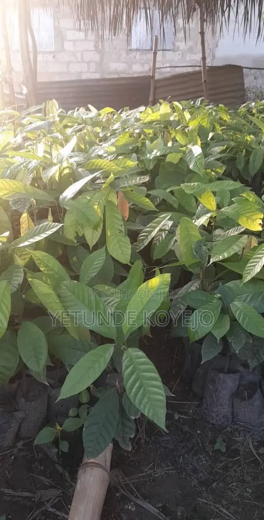 Hybrid Cocoa Seedlings