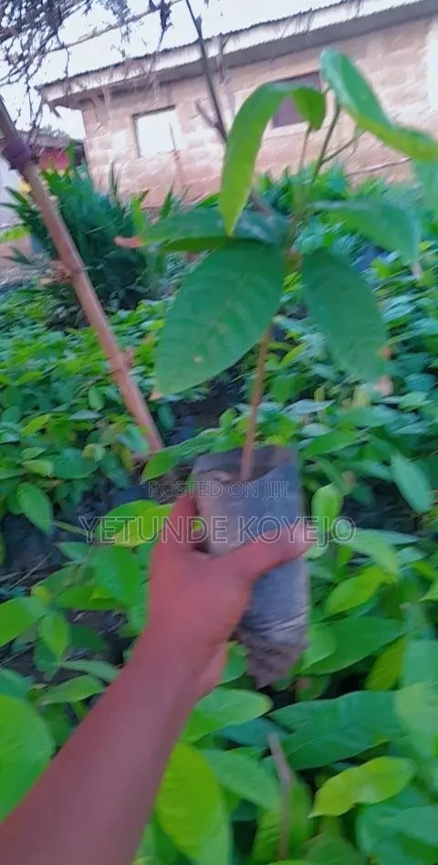 Hybrid Cocoa Seedlings