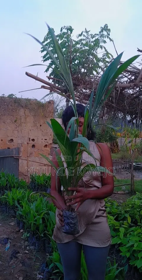 Hybrid Cocoa Seedlings