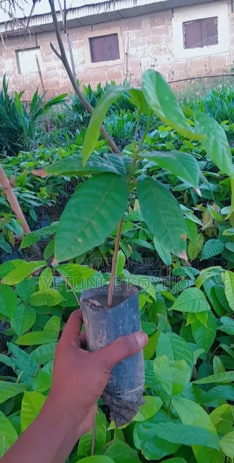 Hybrid Cocoa Seedlings