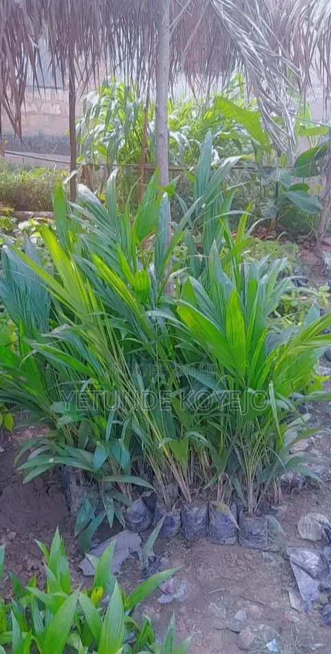 Hybrid Cocoa Seedlings