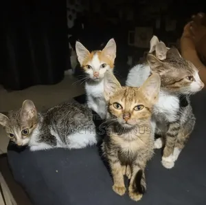 3-6 months Female Purebred Tabby
