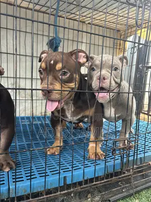 1-3 months Female Purebred American Bully