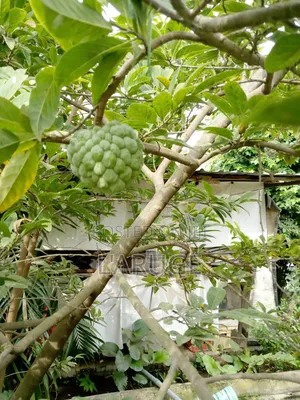 Starfruit, Sugar Apple, Soursop and More Seedlings