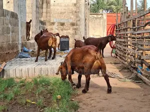 Kalahari Hybrid Goat's