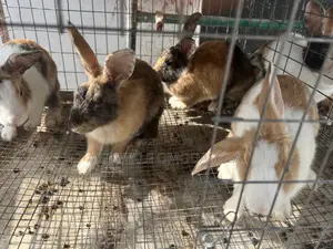 Adult and Weaner Chinchilla Rabbit for Sell