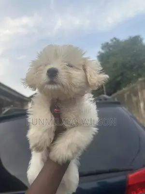1-3 months Female Purebred Lhasa Apso