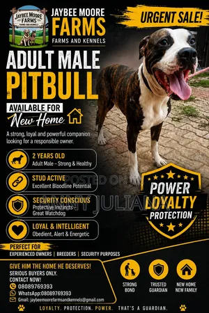 1+ year Male Purebred American Pit Bull Terrier