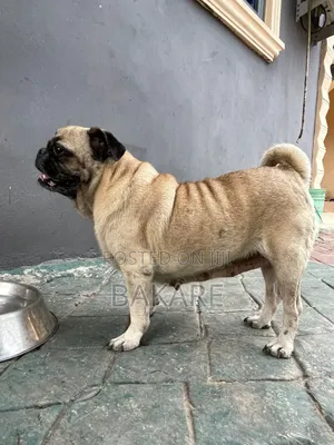 1+ year Female Purebred Pug