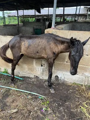 Female Horse For Sale
