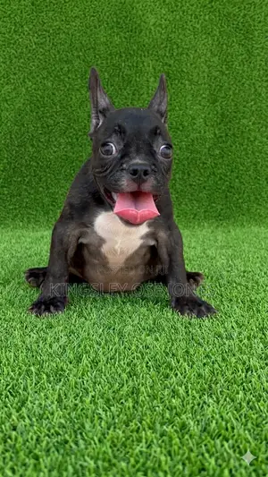 3-6 months Female Purebred French Bulldog