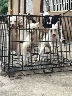 1-3 months Male Purebred American Eskimo
