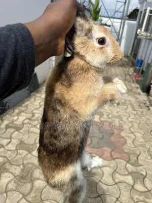 Adult Chinchilla And Dutch Rabbit For Sell