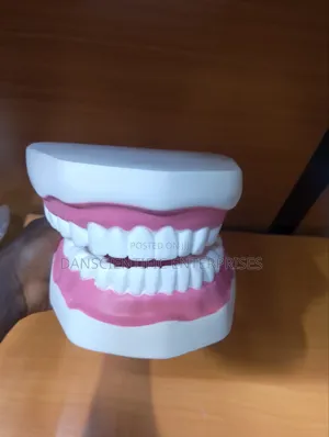 Teeth Model