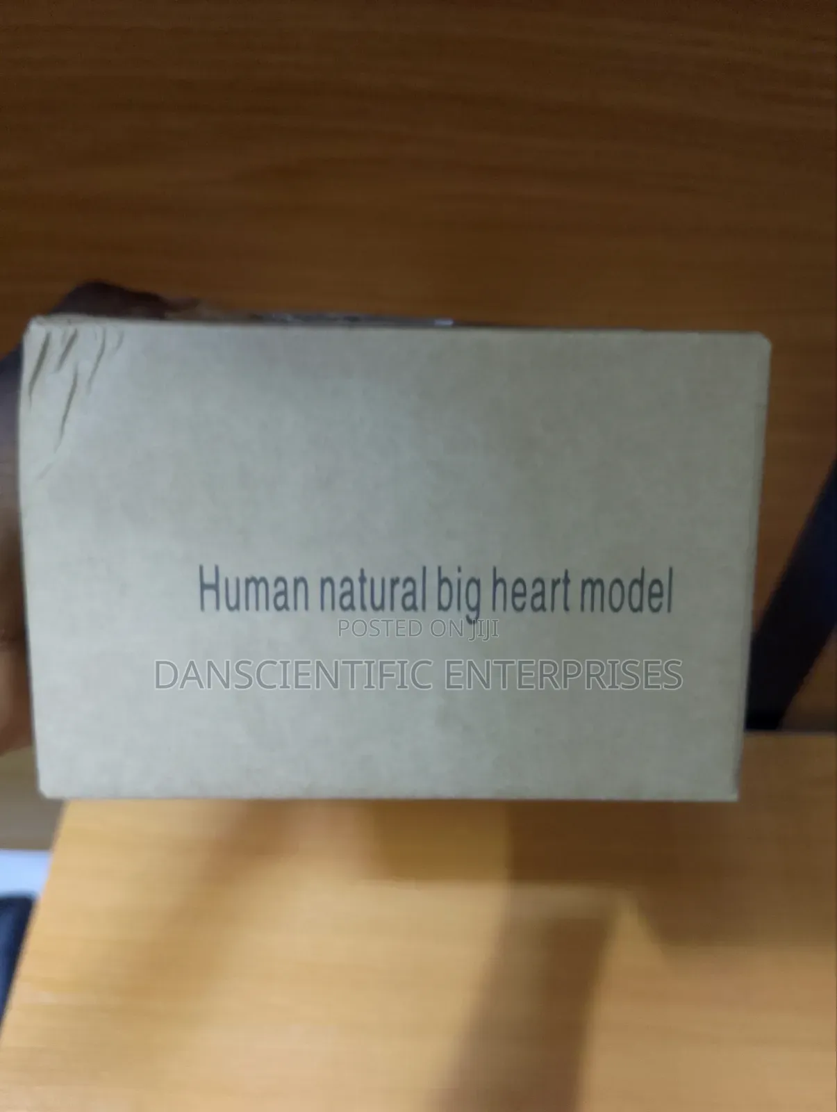 Human Heart Model