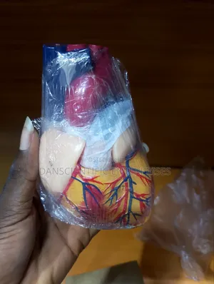 Human Heart Model