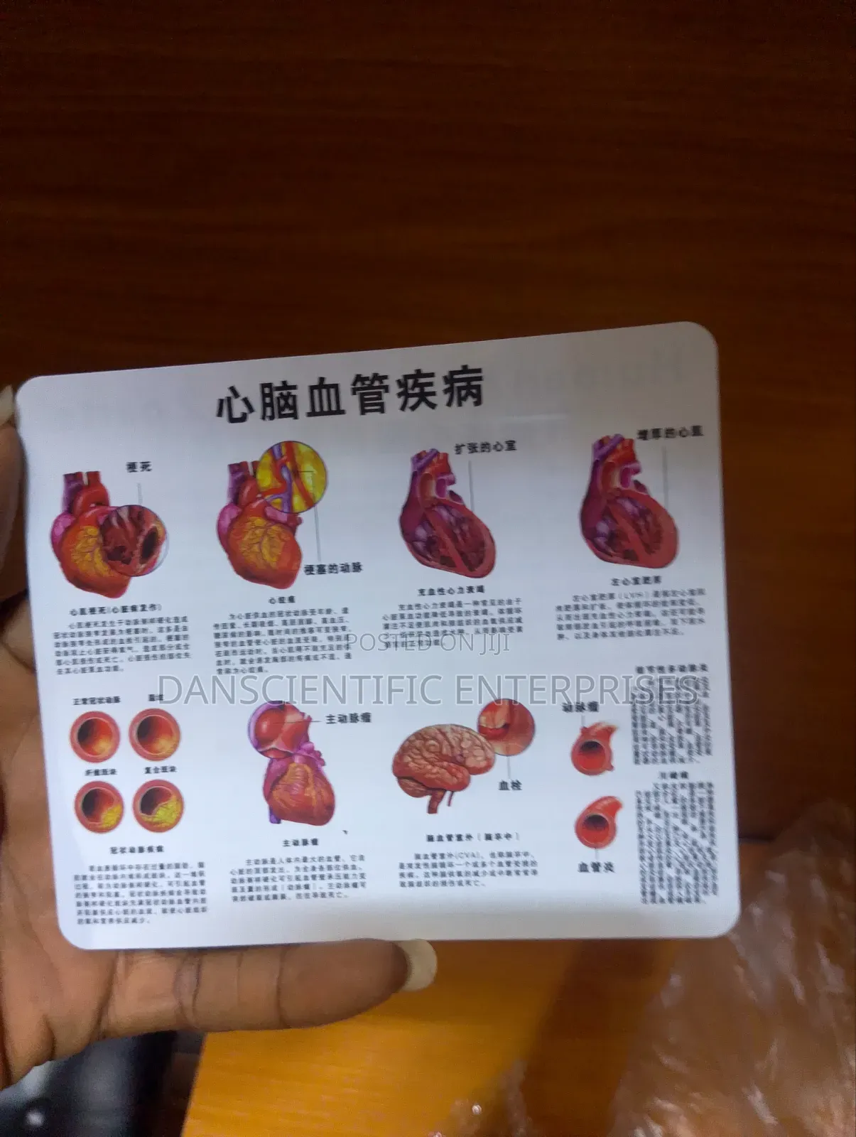 Human Heart Model