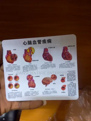 Human Heart Model