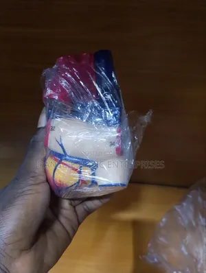 Human Heart Model