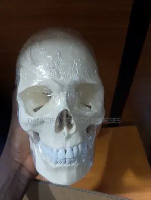 Human Skull Model