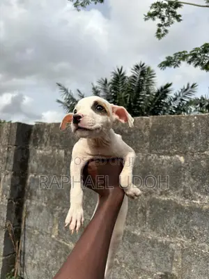 1-3 months Female Purebred American Pit Bull Terrier