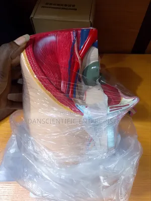 Female Pelvic Anatomy Model