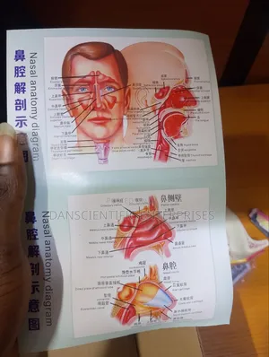 Nasal Cavity Anatomical Model