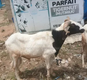 Healthy Ram at Affordable Price