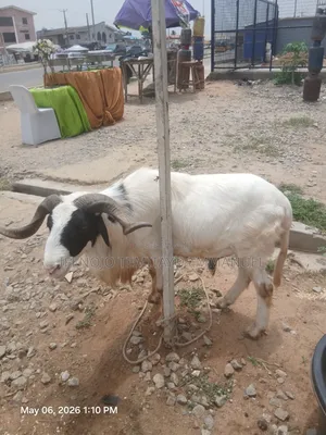Healthy Ram at Affordable Price